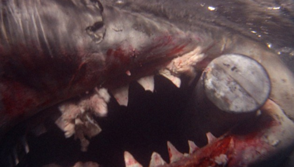 Lo squalo in una scena di Lo Squalo (1975) di Steven Spielberg